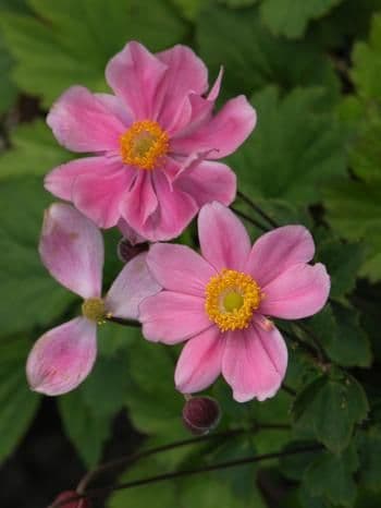 1 x Anemone x Hybrida Prince Henryi - 9cm Pot