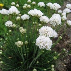 1 x ARMERIA maritima Abbey White - 9cm Pot