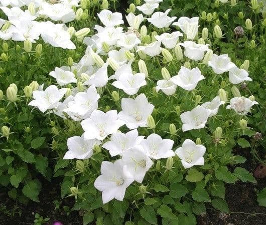 1 x CAMPANULA carpatica white - 9cm Pot