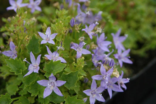 1 x CAMPANULA garganica Major - 9cm Pot