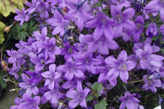 1 x CAMPANULA portenschlagiana Catherine - 9cm Pot