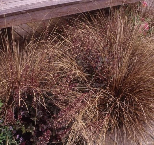 1 x Carex Buchananii Red Rooster - 9cm Pot