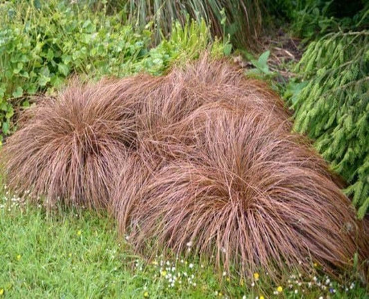 1 x Carex Comans Bronze - 9cm Pot