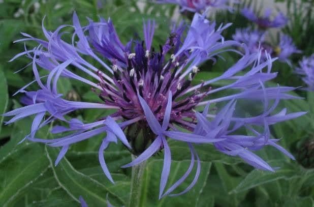 1 x Centaurea Montana - 9cm Pot