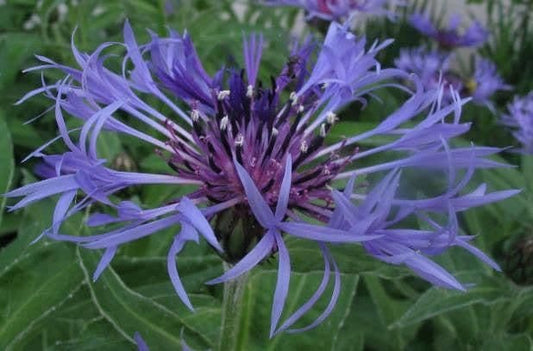 1 x Centaurea Montana - 9cm Pot