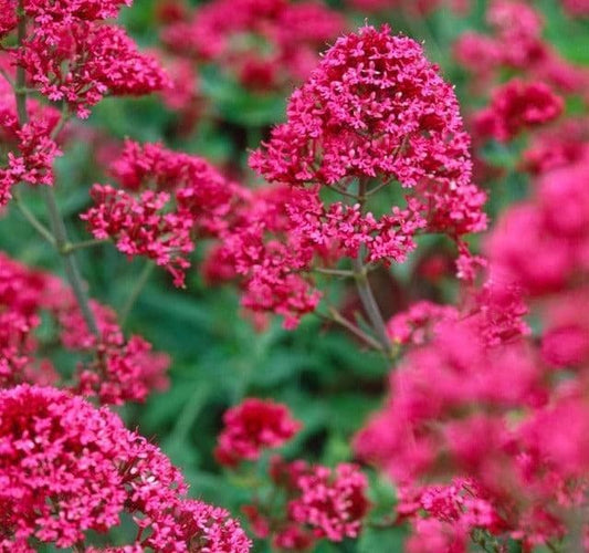 1 x CENTRANTHUS ruber coccineus - 9cm Pot