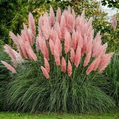 1 x Cortaderia Selloana Rose Plume - 9cm Pot