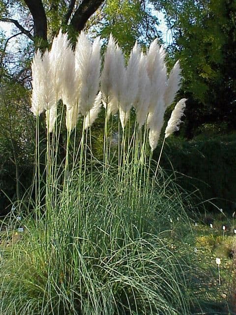 1  x CORTADERIA selloana White Plume - 9cm Pot