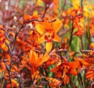 1 x Crocosmia x crocosmiiflora Emily McKenzie - 9cm Pot
