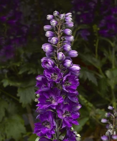 1 x DELPHINIUM Delphina Dark Blue Black Bee - 9cm Pot