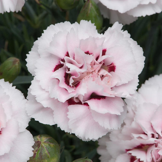 1 x DIANTHUS Cranmere Pool - 9cm Pot