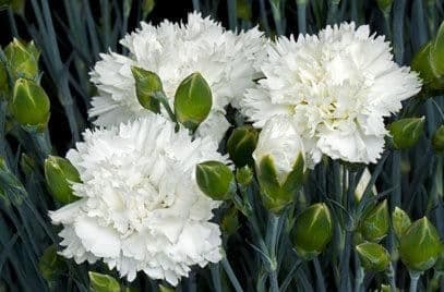 1 x Dianthus Memories  - 9cm Pot