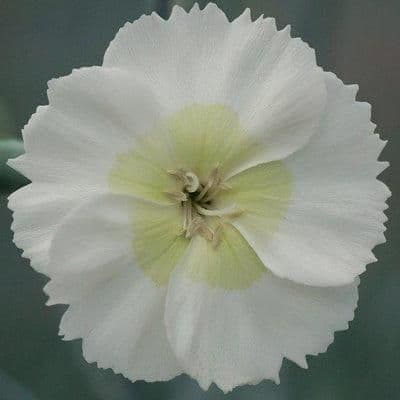 1 x Dianthus x allwoodii Mojito  - 9cm Pot