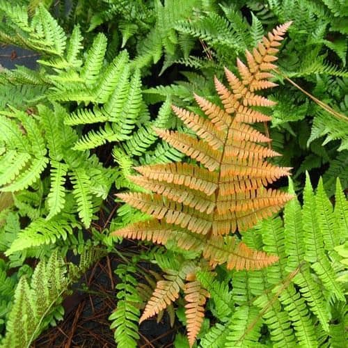 1 x Dryopteris erythrosora - 9cm Pot