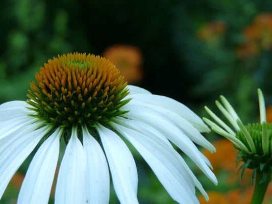 1 x Echinacea purpurea Cream Crush - 9cm pot