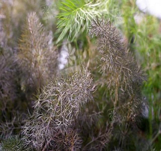 1 x Foeniculum Vulgare Rubrum - 9cm Pot