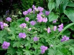 1 x GERANIUM cantabrigiense Cambridge - 9cm Pot