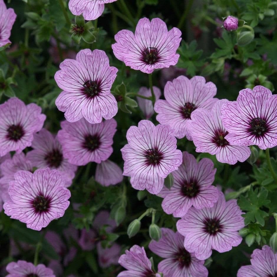 1 x GERANIUM cinereum Ballerina - 2L Pot
