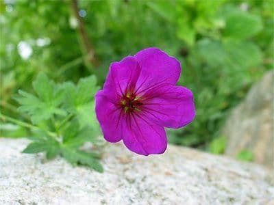 1 x Geranium Little David - 9cm Pot