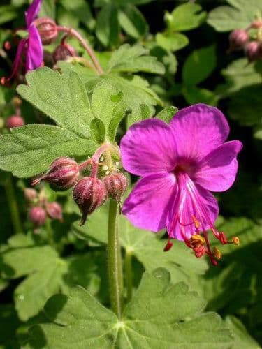 1 x GERANIUM macrorrhizum Bevans variety - 9cm Pot