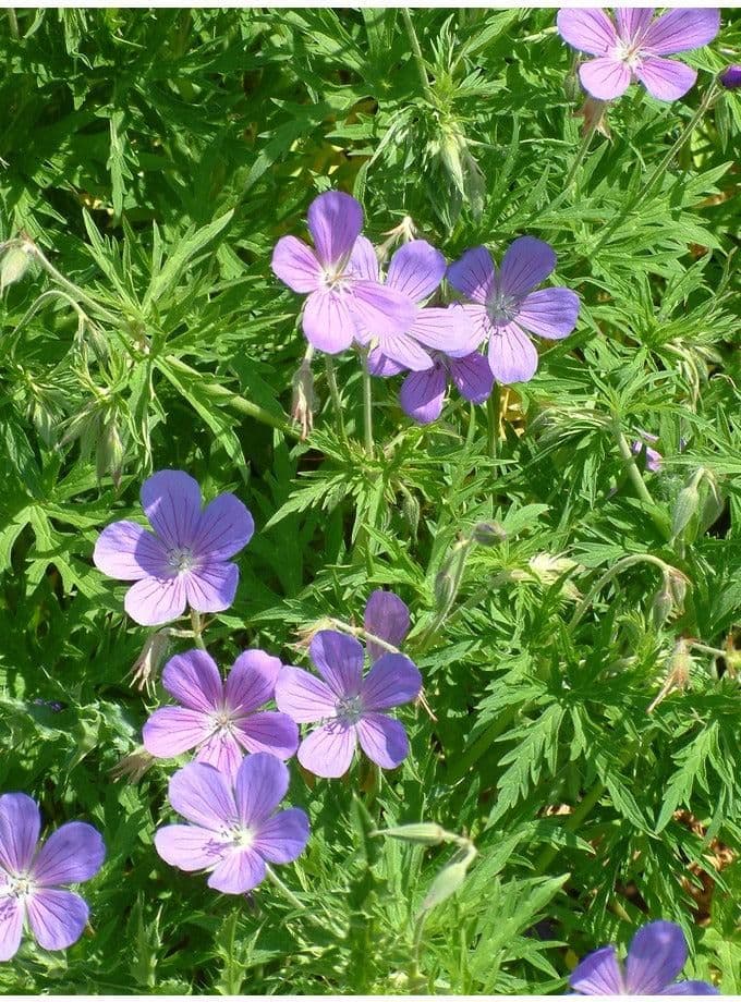 1 x Geranium 'Nimbus' - 9cm Pot