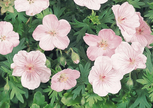1 x Geranium Sanguineum Vision Pink - 9cm Pot