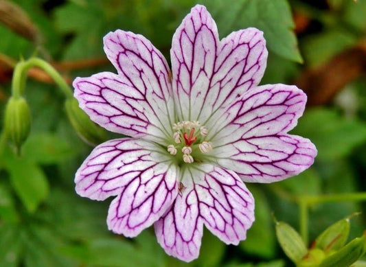 1 x Geranium Versicolor - 9cm Pot
