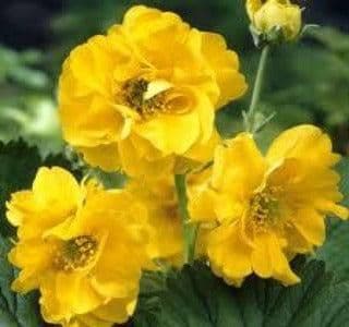 1 x GEUM Lady Stratheden - 9cm Pot