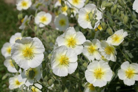 1 x Helianthemum The Bride - 9cm Pot