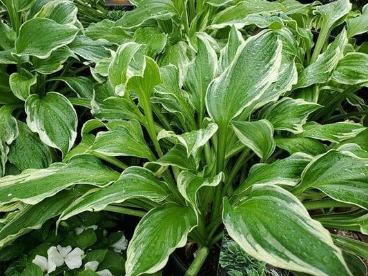 1 x HOSTA So Sweet - 9cm Pot