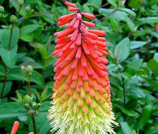 1 x Kniphofia Uvaria Royal Castle - 9cm Pot