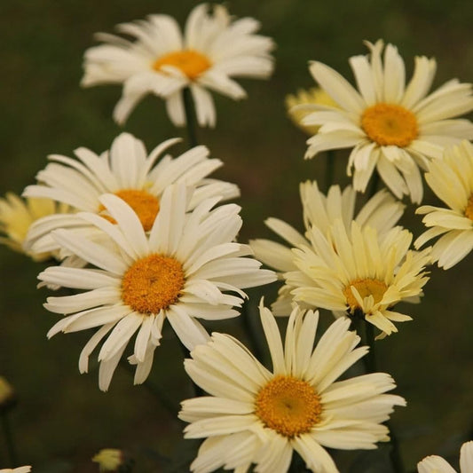 1 x LEUCANTHEMUM maximum Banana Cream  (PBR) - 9cm Pot
