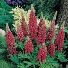 Lupin Gallery Red - 9cm Pot