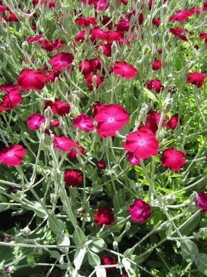 LYCHNIS coronaria Atrosanguinea - 9cm Pot