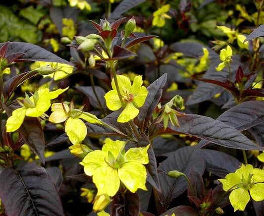 1 x Lysimachia ciliata 'Firecracker' - 9cm Pot