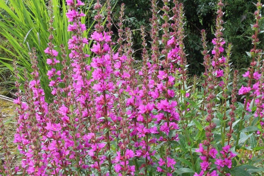 LYTHRUM salicaria Robin - 9cm Pot