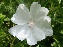 1 x Malva Moschata 'Alba' - 9cm Pot