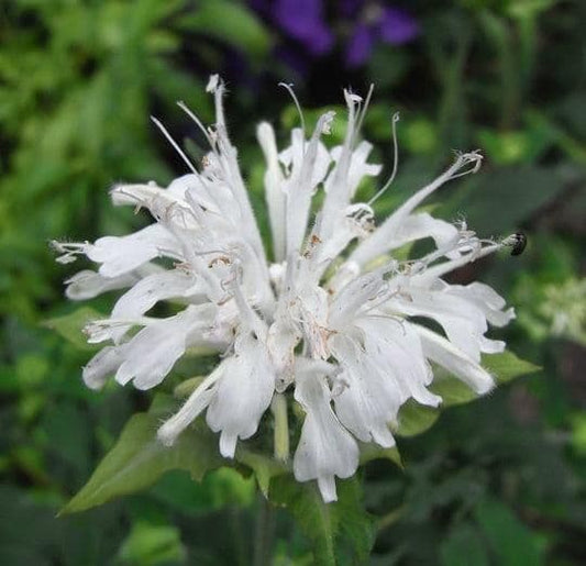 1 x MONARDA didyma Snow White - 9cm Pot