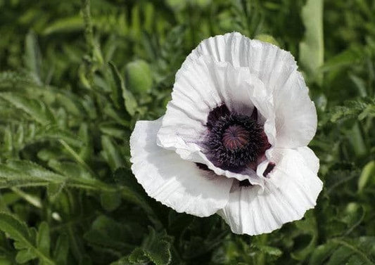 PAPAVER orientale Royal Wedding - 9cm Pot