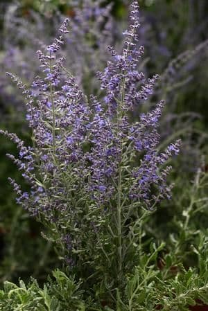 PEROVSKIA atriplicifolia Blue Steel - 9cm Pot