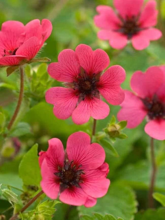 1 x POTENTILLA nepalensis Ron McBeth - 9cm Pot