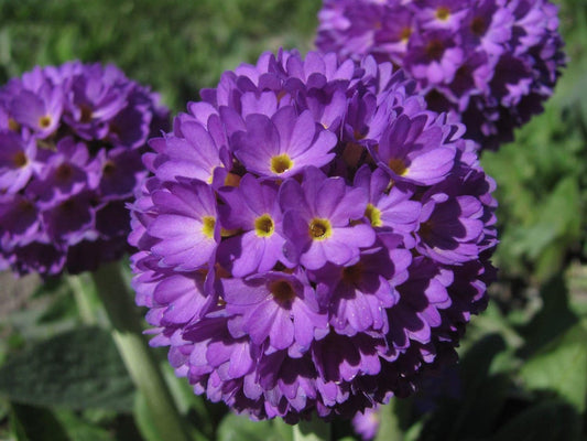1 x Primula Denticulata Lilac - 9cm Pot