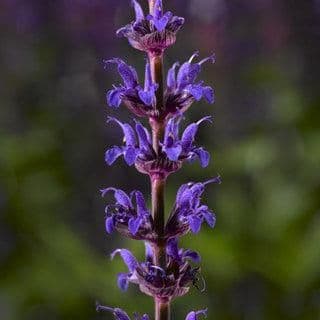 1 x Salvia Bordeau Compact Deep Blue - 9cm Pot