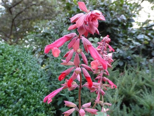 1 x SALVIA Embers Wish - 9cm Pot