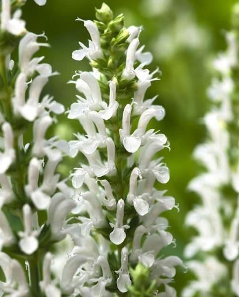1 x Salvia nemerosa Synchro White - 9cm Pot