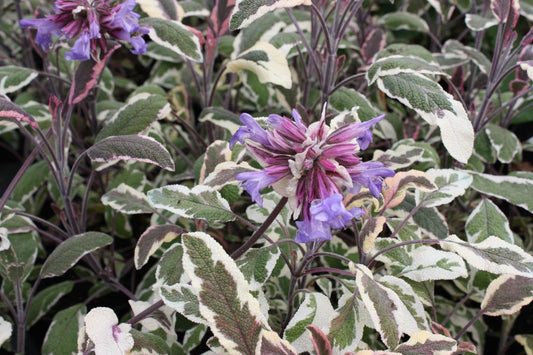 1 x SALVIA officinalis Tricolor - 9cm Pot