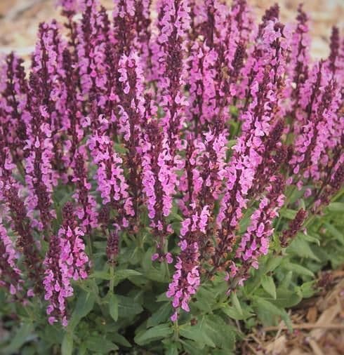 1 x SALVIA x superba New Dimension Rose - 9cm Pot