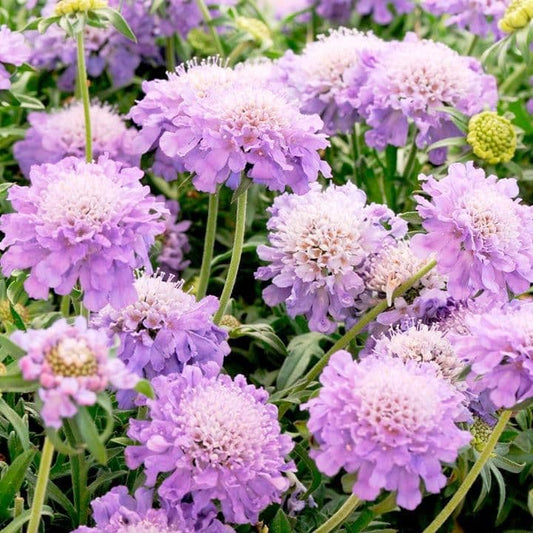 SCABIOSA japonica Blue Note - 9cm Pot