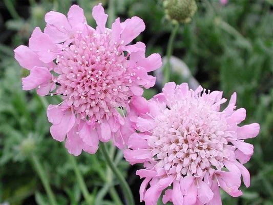 1 x SCABIOUS japonica var. alpina Pink Diamonds (P) - 9cm Pot