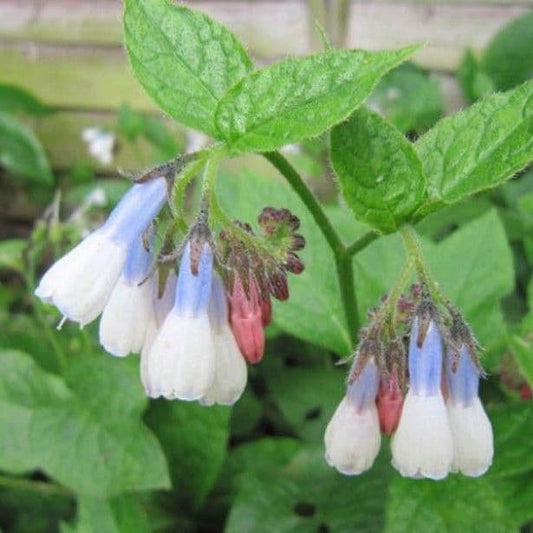 1 x Symphytum Hidcote Blue - 9cm Pot - PRE-ORDER NOW FOR SPRING DELIVERY